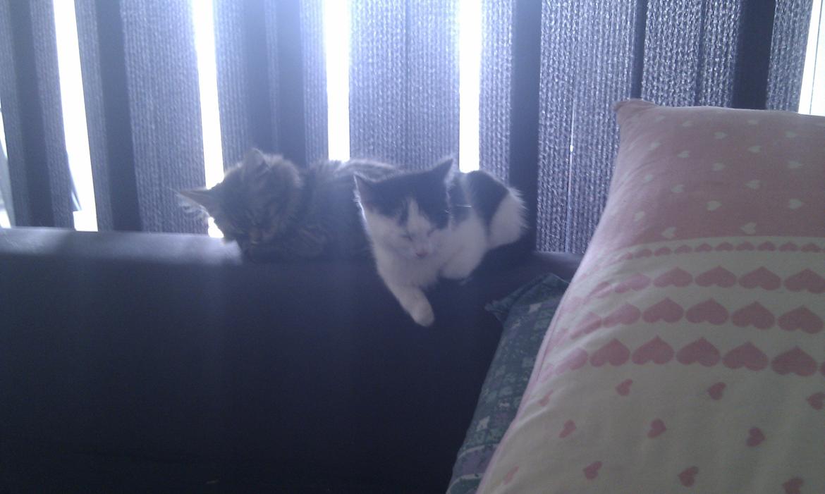 Blanding af racer Mongo billede 13