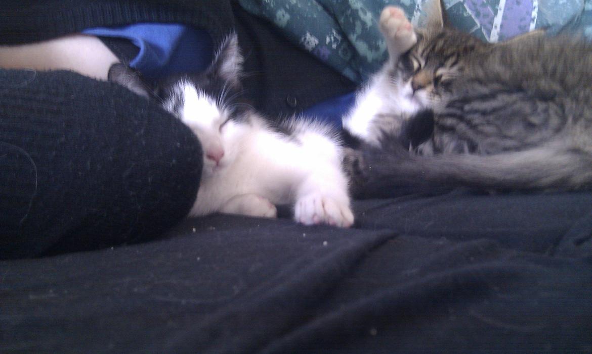 Blanding af racer Mongo billede 14