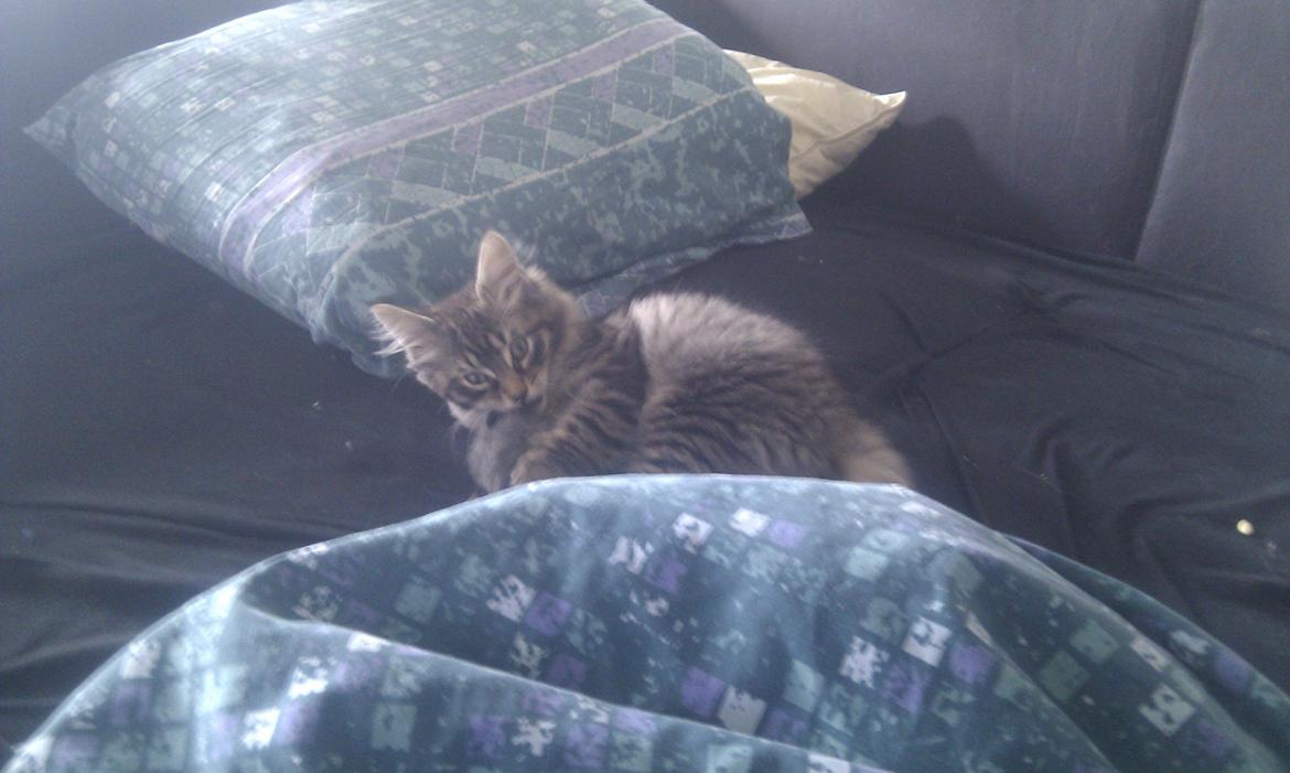 Blanding af racer Mongo billede 15