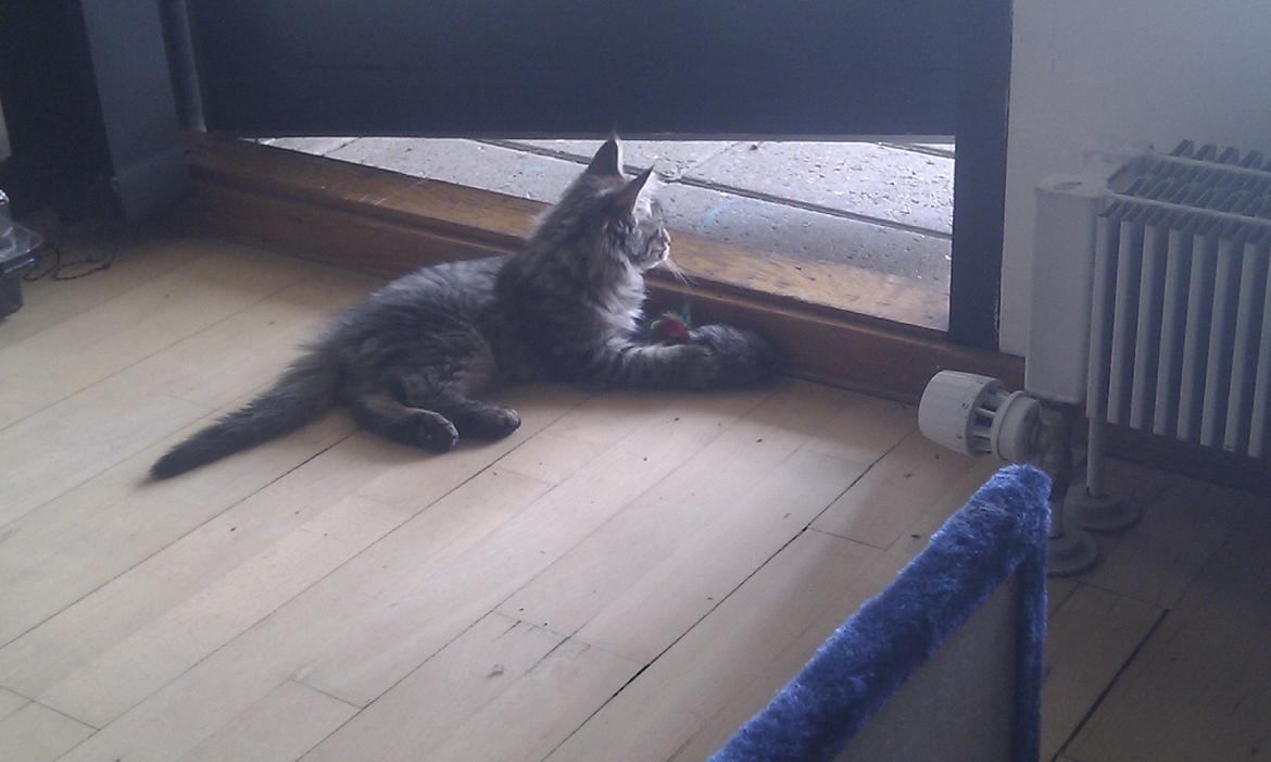 Blanding af racer Mongo billede 16