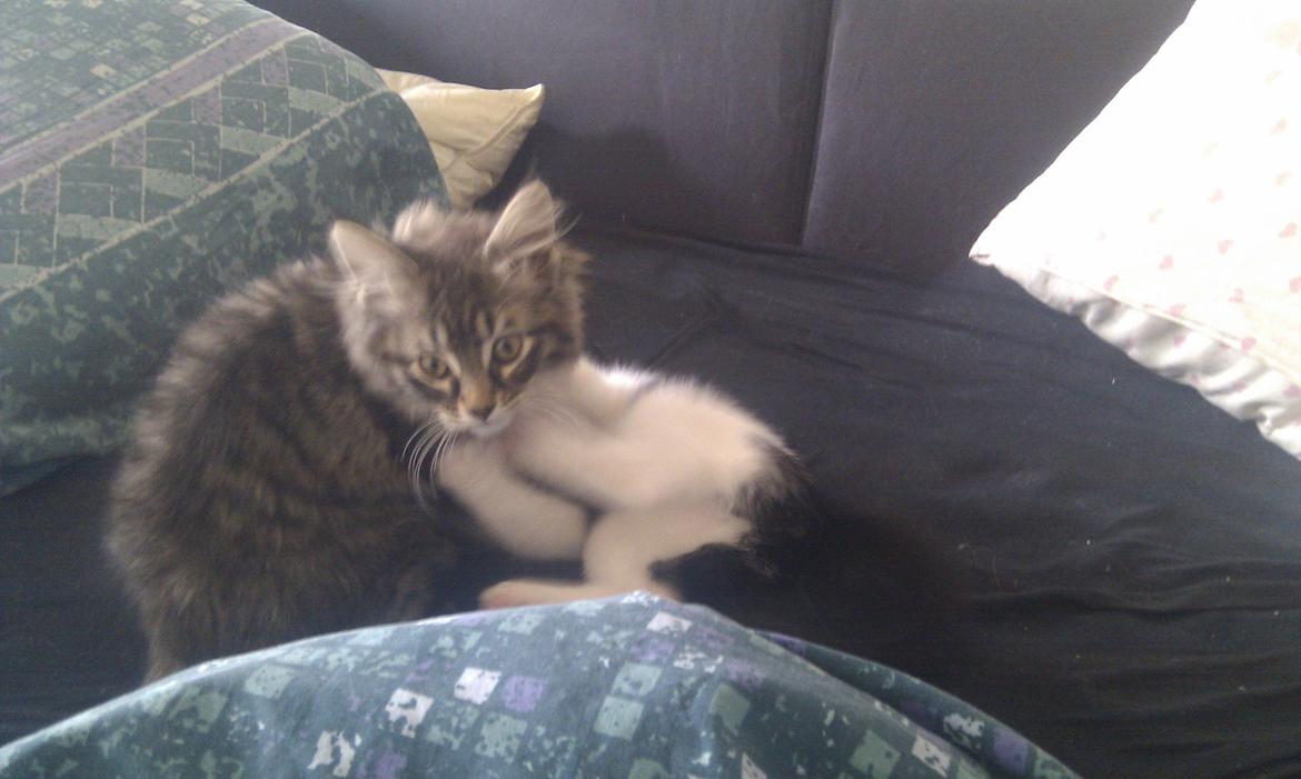 Blanding af racer Mongo billede 17