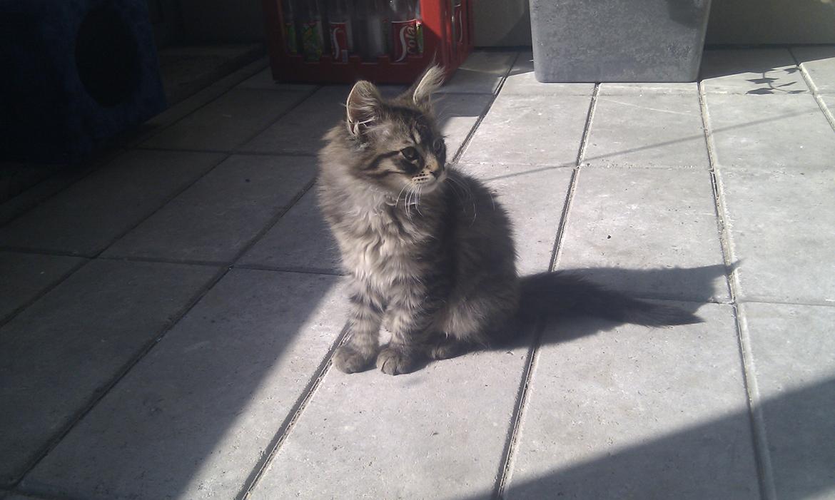 Blanding af racer Mongo billede 18