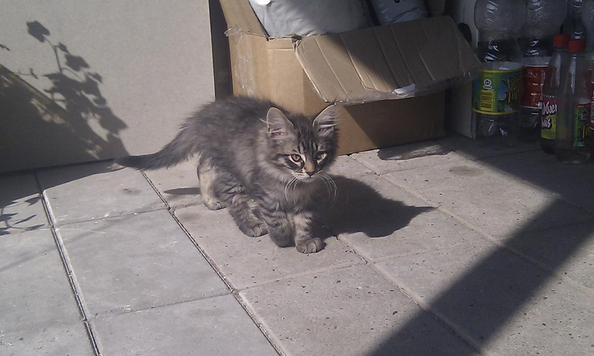 Blanding af racer Mongo billede 19