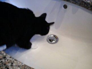 Blanding af racer Neo billede 9