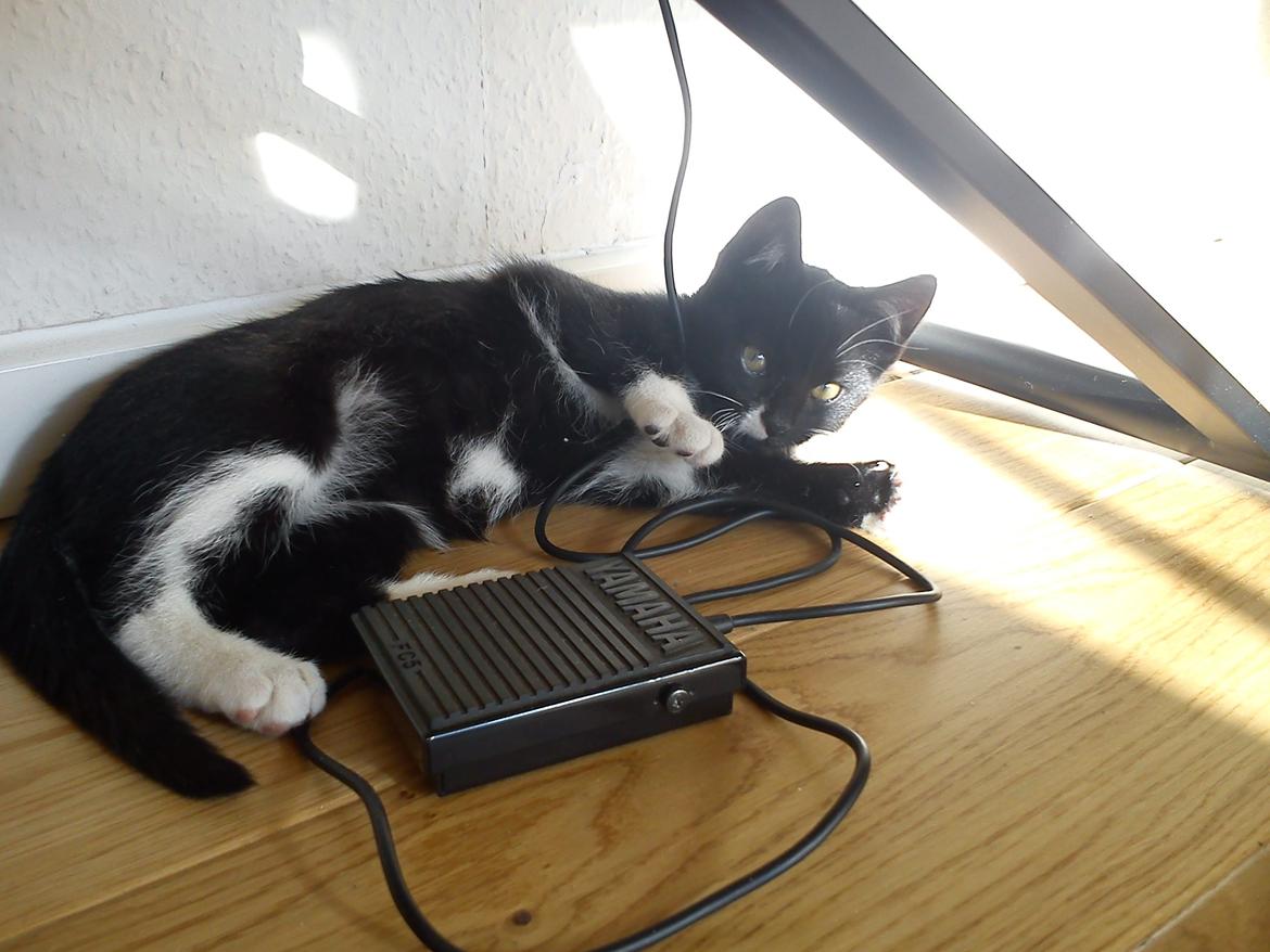 Blanding af racer Neo billede 10