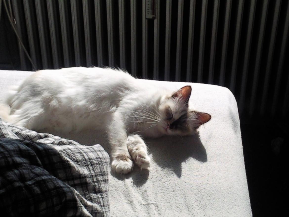 Hellig Birma DK Rosenlyst's Bailey billede 5