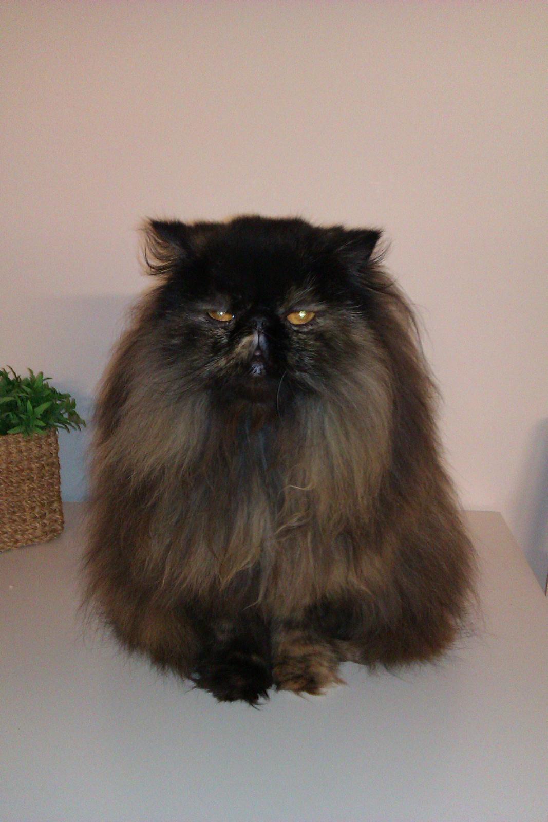 Perser Bertha billede 1