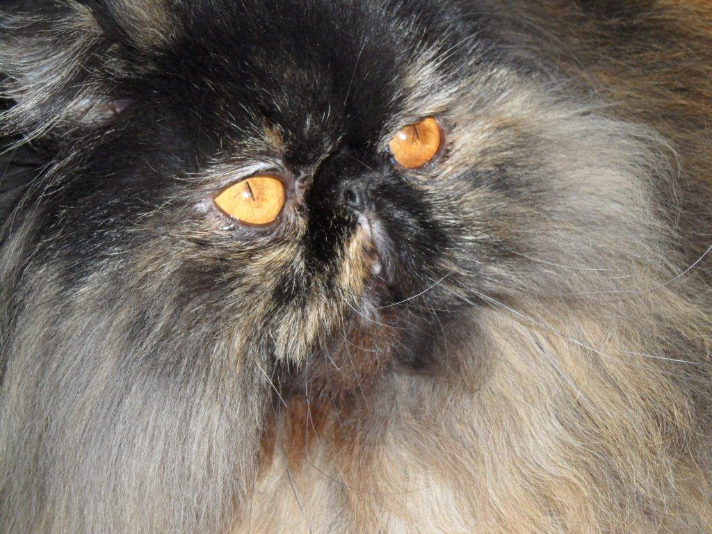 Perser Bertha billede 5