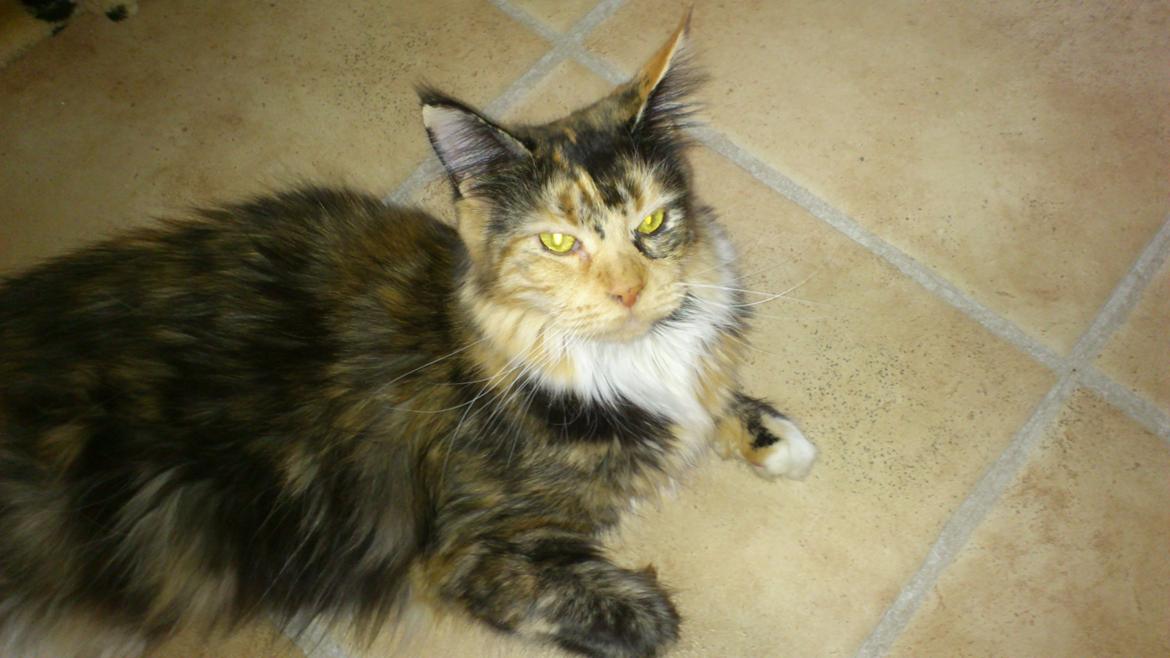 Maine Coon Abby coon's Belisha - Belisha d. 13 april 2012 billede 14