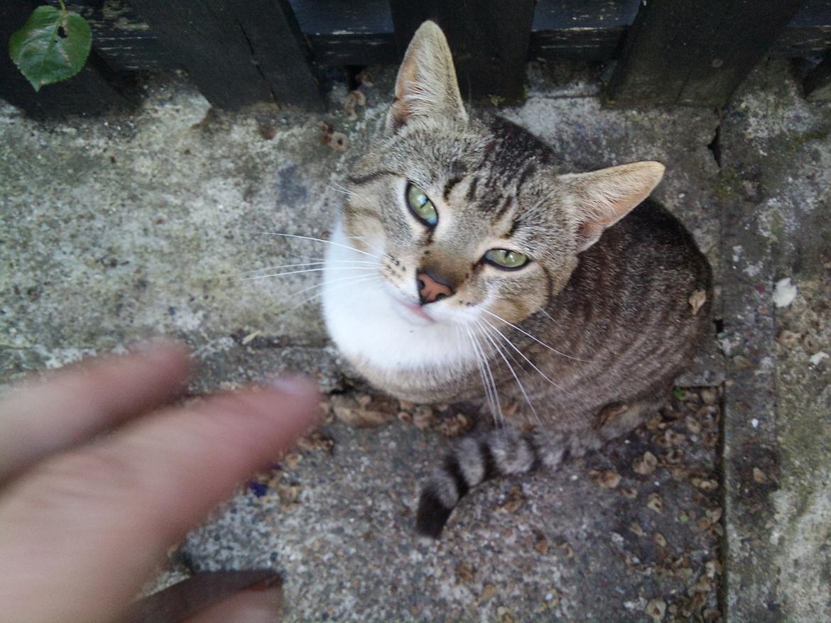 Huskat R.I.P Odin billede 1