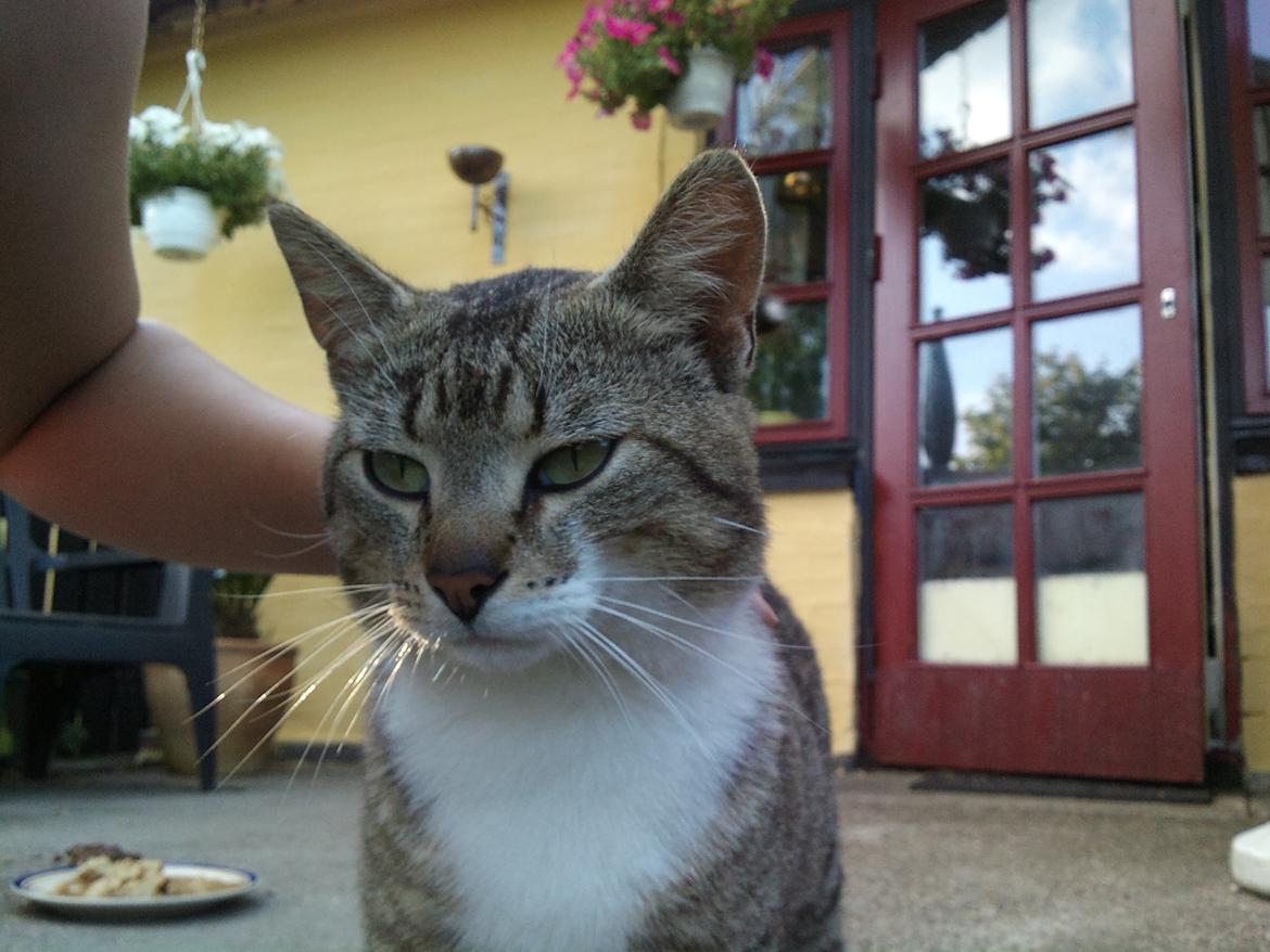 Huskat R.I.P Odin billede 15