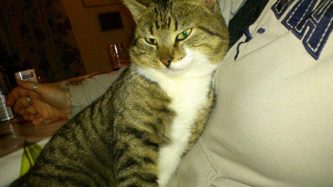 Huskat R.I.P Odin billede 16