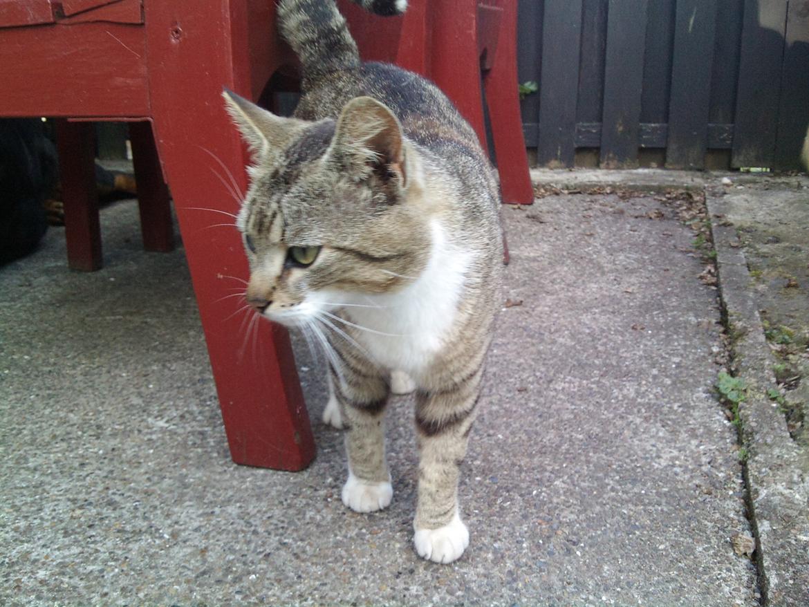 Huskat R.I.P Odin billede 17