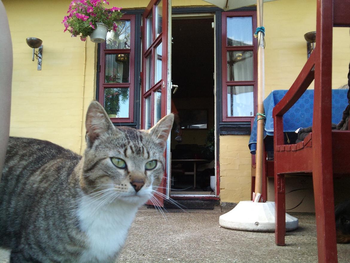 Huskat R.I.P Odin billede 18