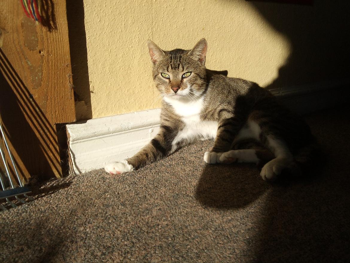 Huskat R.I.P Odin billede 19