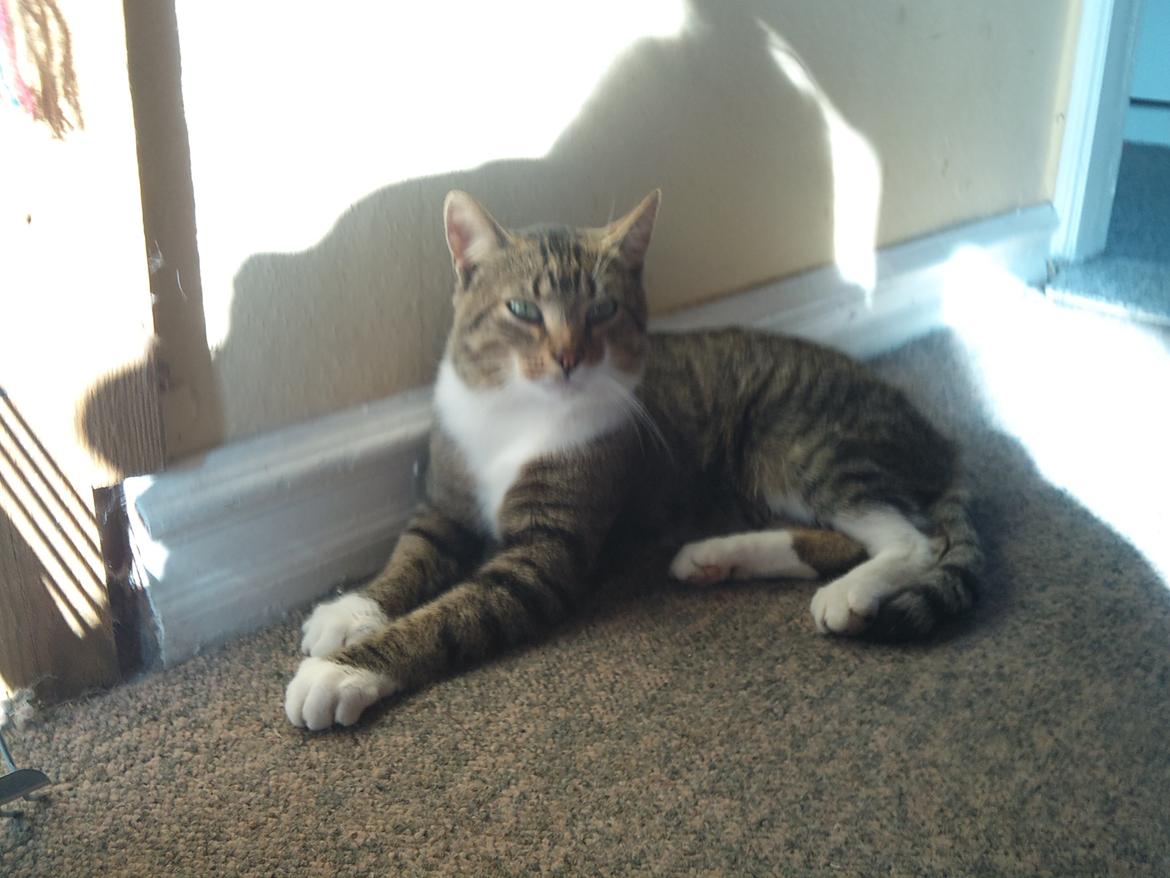 Huskat R.I.P Odin billede 20