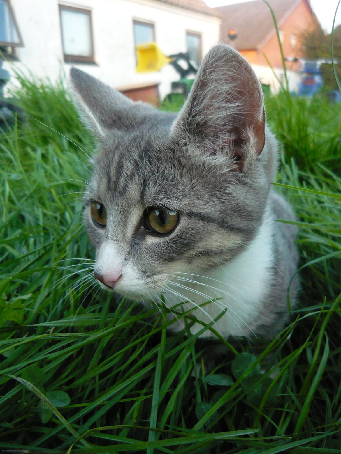 Huskat Oliver billede 3