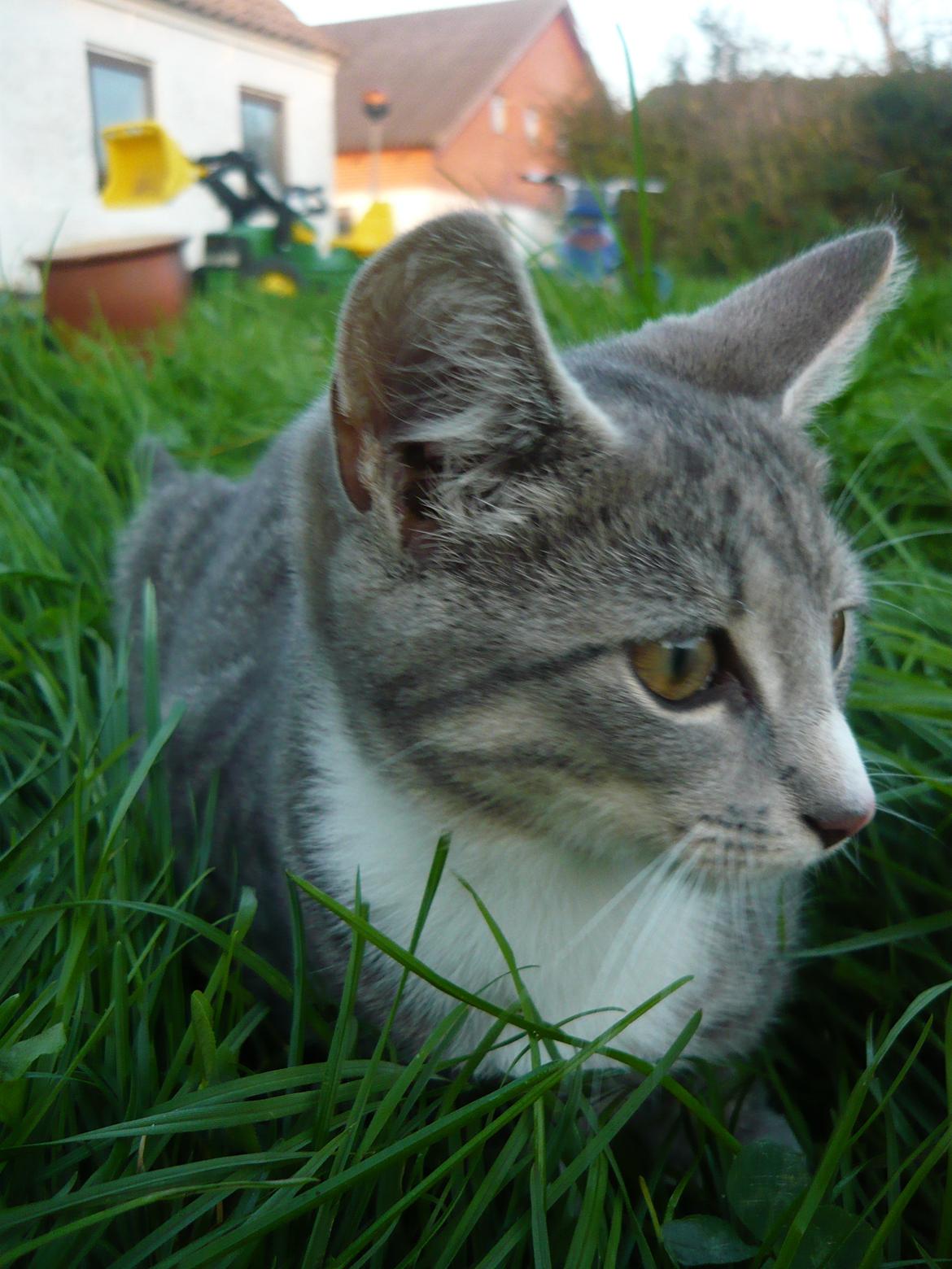 Huskat Oliver billede 7