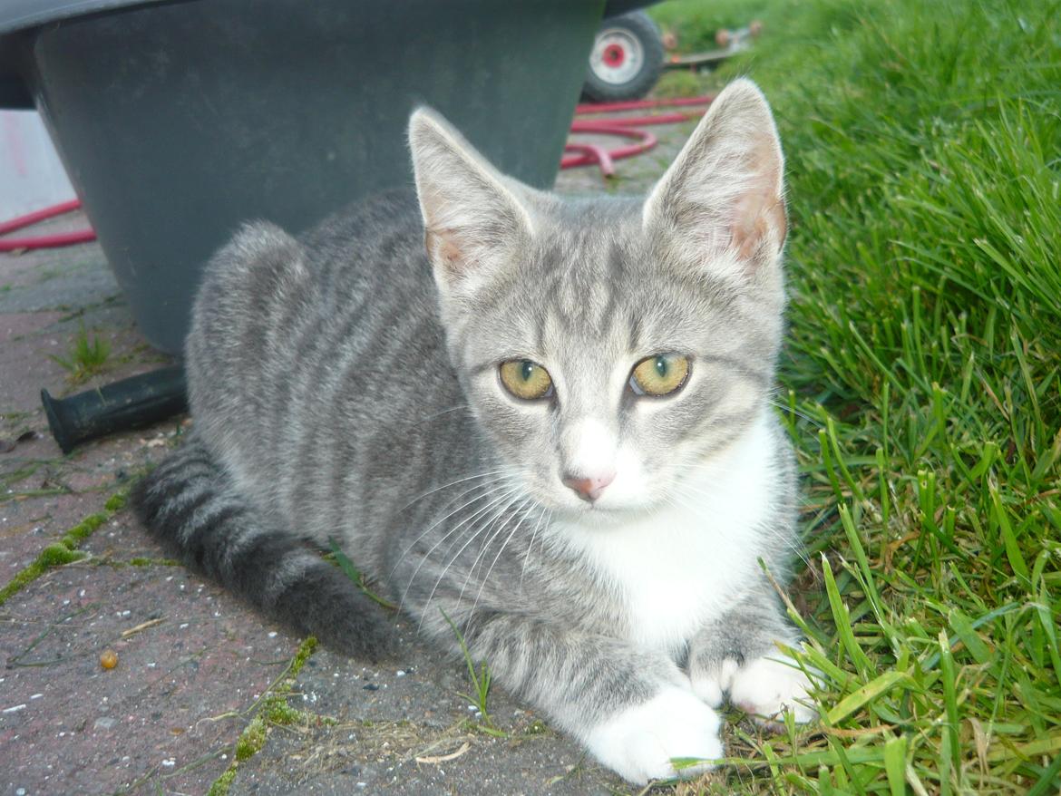 Huskat Oliver billede 16