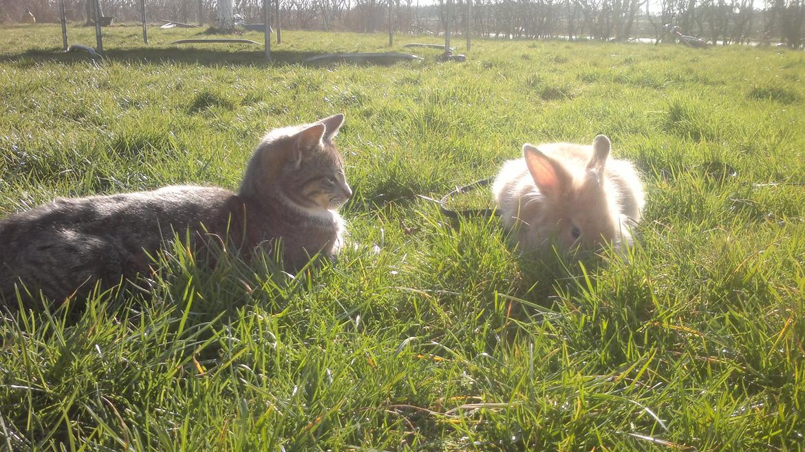 Huskat Oliver billede 8