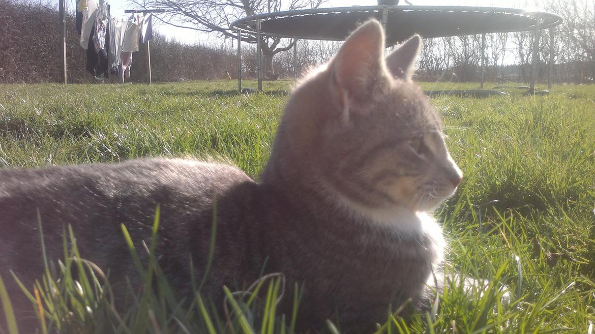 Huskat Oliver billede 17