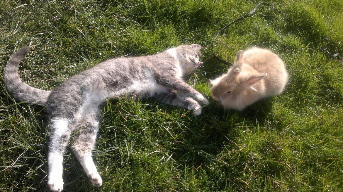 Huskat Oliver billede 18