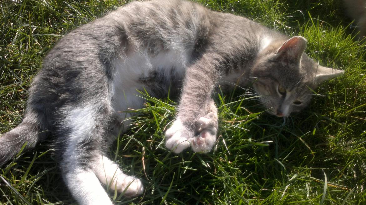 Huskat Oliver billede 5