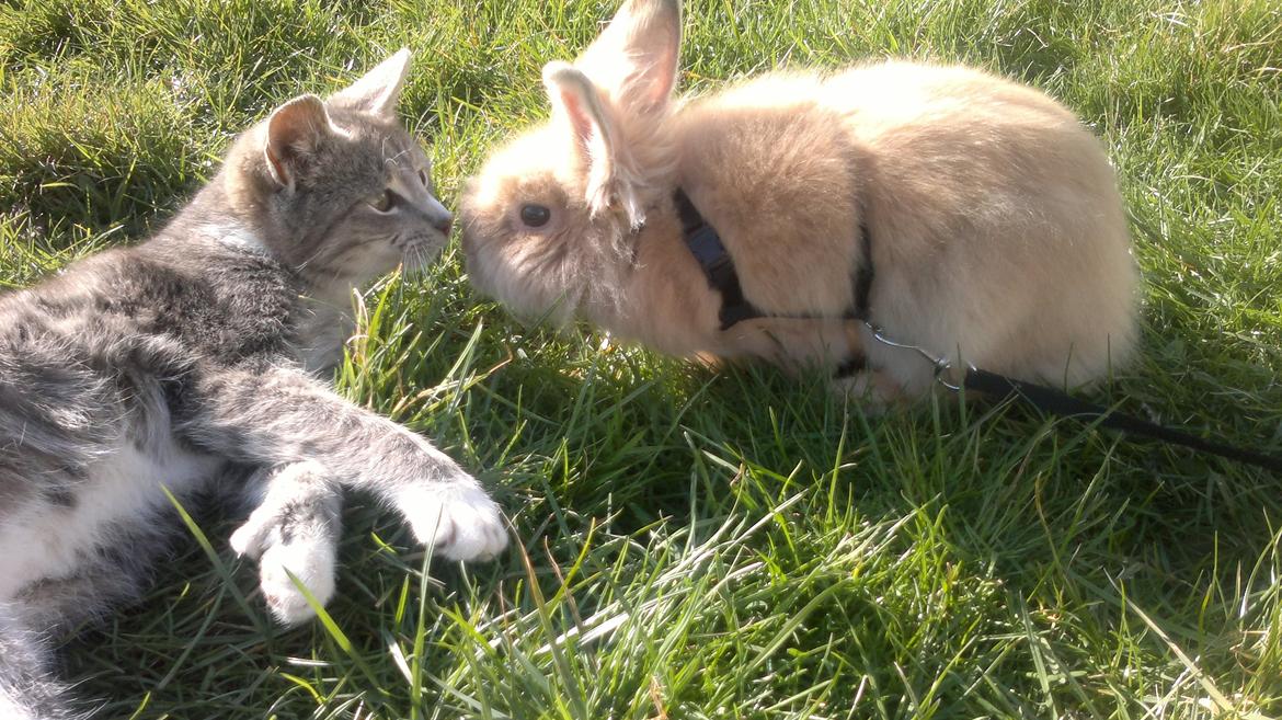 Huskat Oliver billede 6