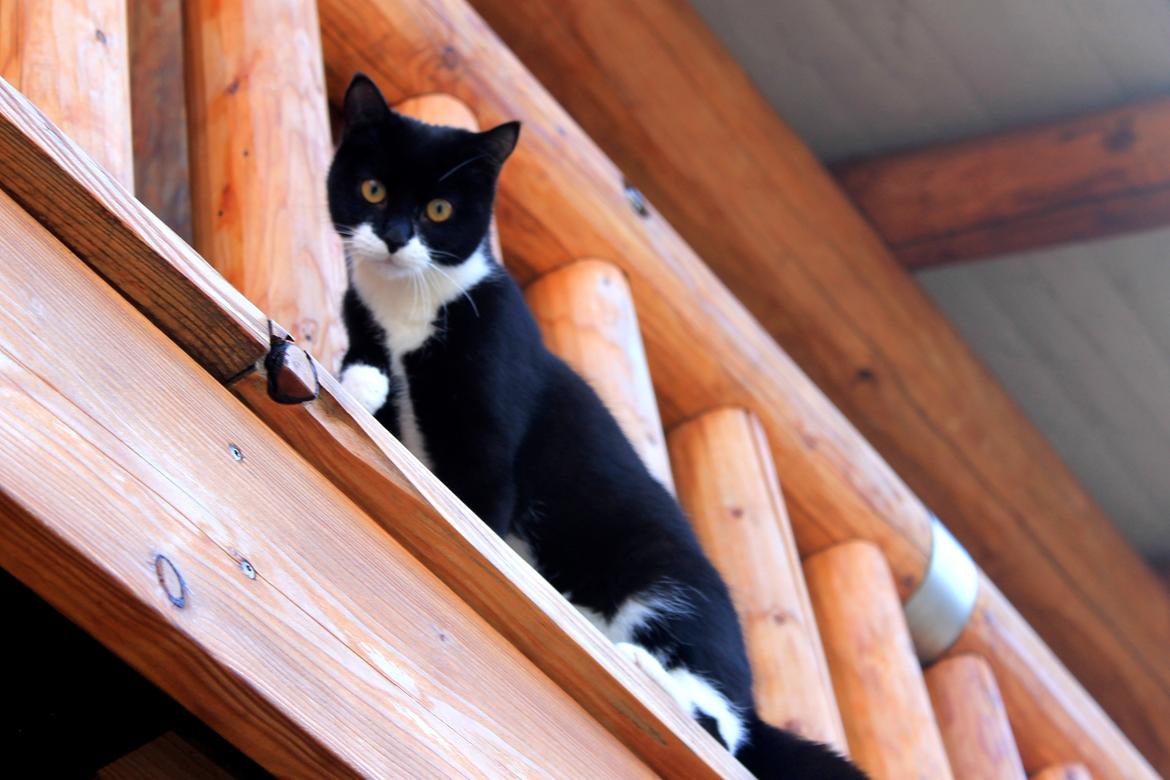 Blanding af racer Mille - Det nyeste billede jeg har af Mille. Billedet er taget i april 2012. Mille bliver dejligere og dejligere. (: billede 8