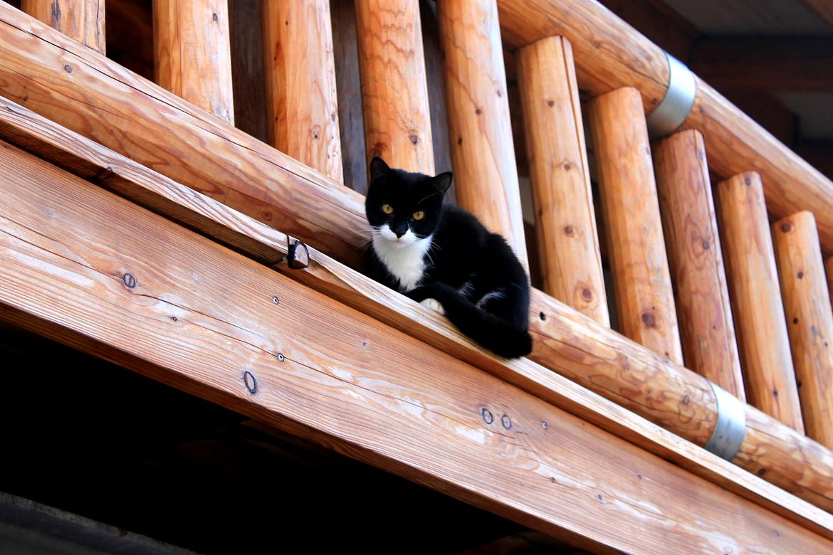 Blanding af racer Mille billede 15