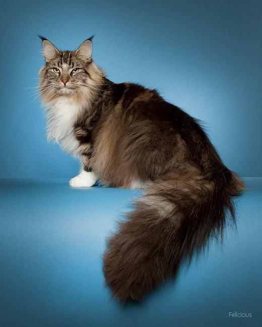 Norsk Skovkat DK H.M.Cats Casino Royale - DK H.M Cats Casino Royale. 
 billede 1