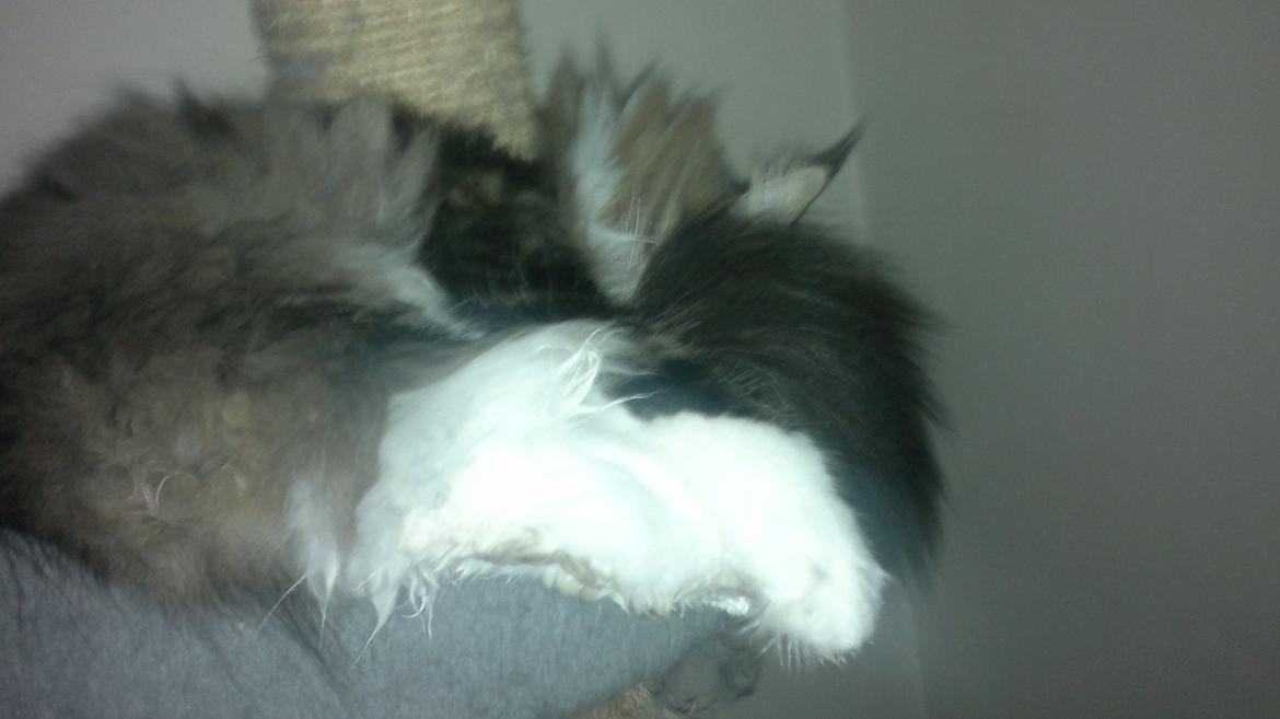 Norsk Skovkat DK H.M.Cats Casino Royale billede 8