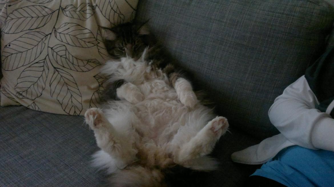 Norsk Skovkat DK H.M.Cats Casino Royale billede 9