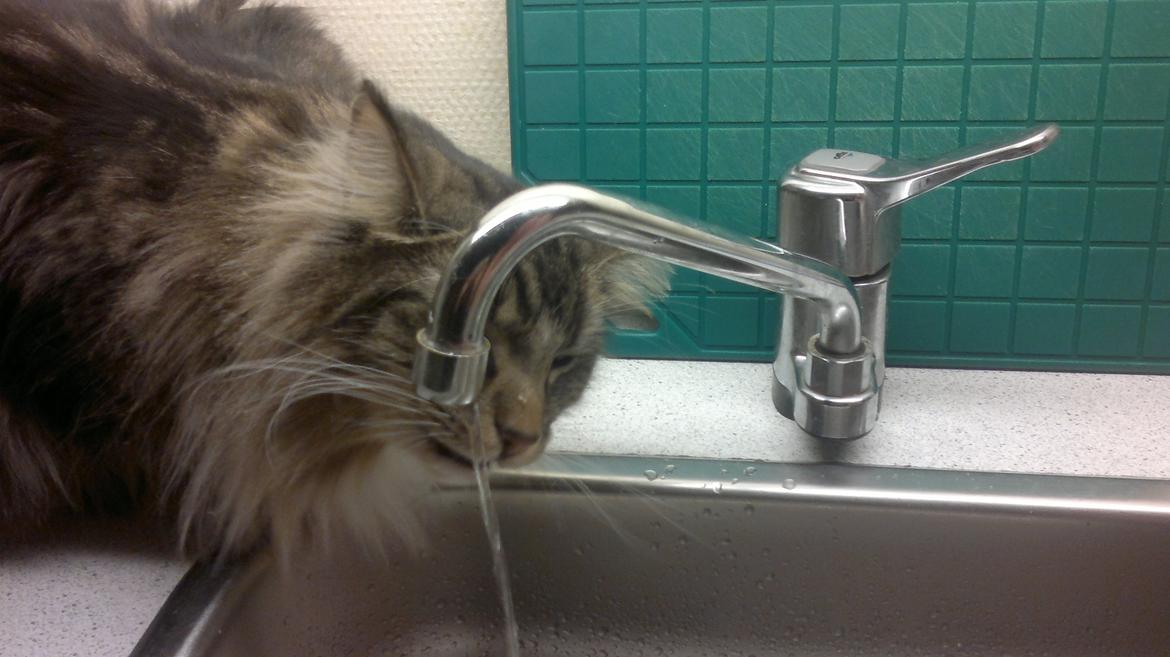 Norsk Skovkat DK H.M.Cats Casino Royale - Vandhane-rocker billede 6