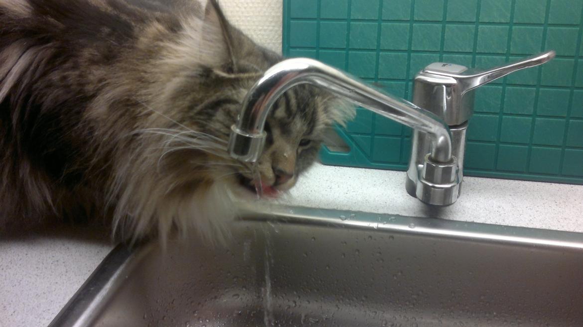 Norsk Skovkat DK H.M.Cats Casino Royale billede 10