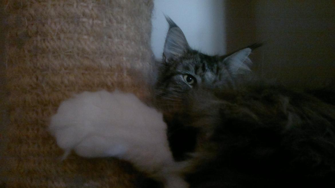 Norsk Skovkat DK H.M.Cats Casino Royale billede 5