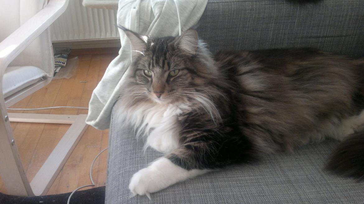 Norsk Skovkat DK H.M.Cats Casino Royale billede 11