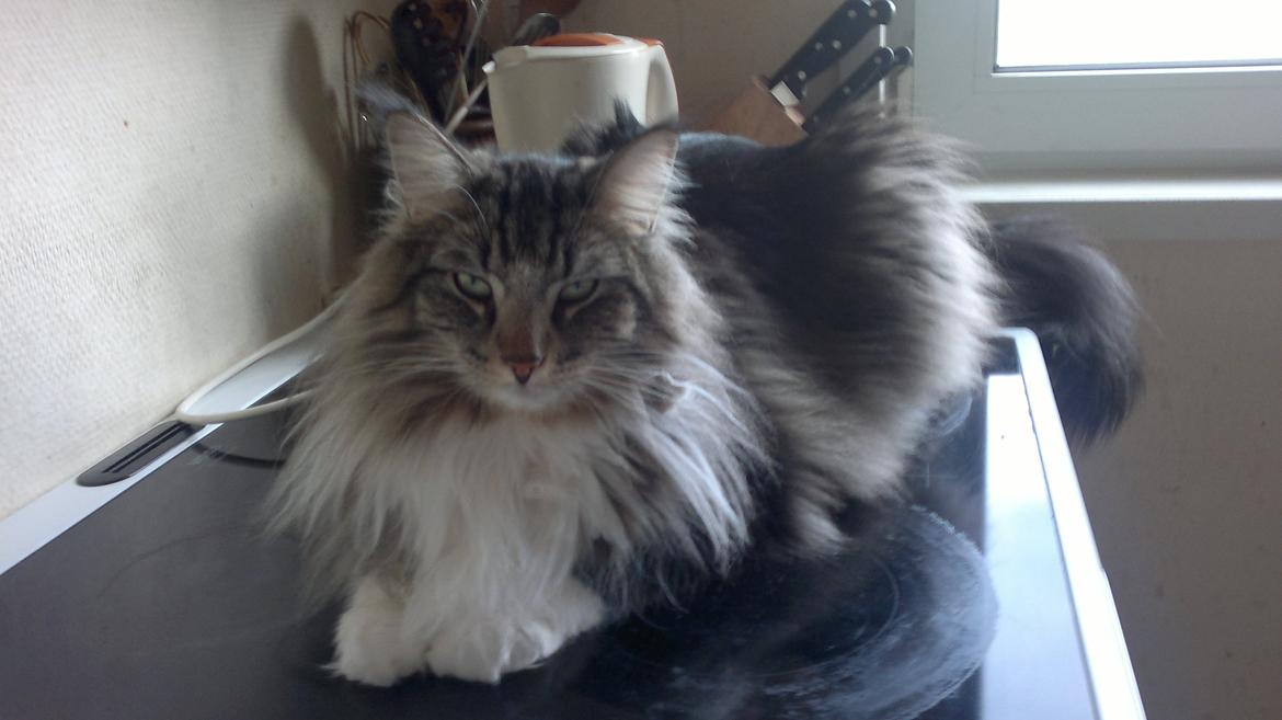 Norsk Skovkat DK H.M.Cats Casino Royale billede 4