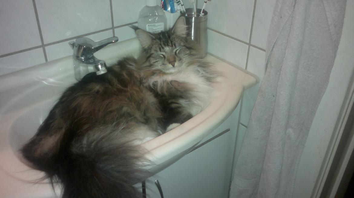 Norsk Skovkat DK H.M.Cats Casino Royale billede 12