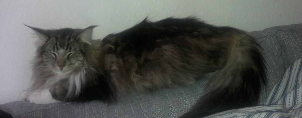 Norsk Skovkat DK H.M.Cats Casino Royale - 7 kg tung bamse-dreng. billede 2