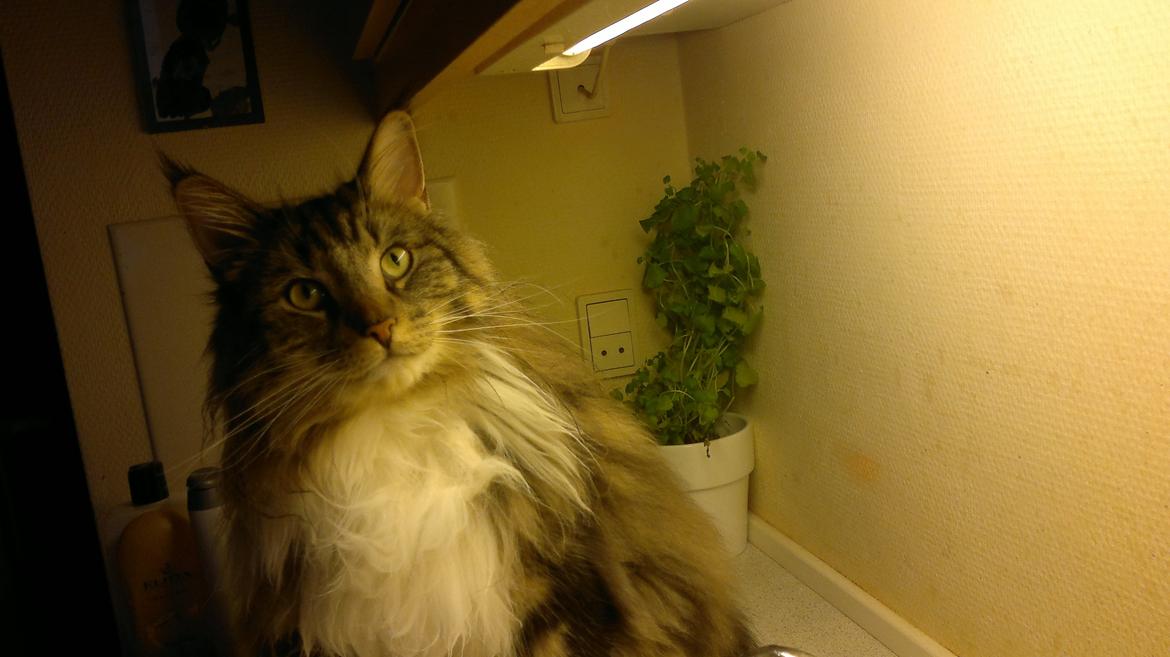 Norsk Skovkat DK H.M.Cats Casino Royale billede 13