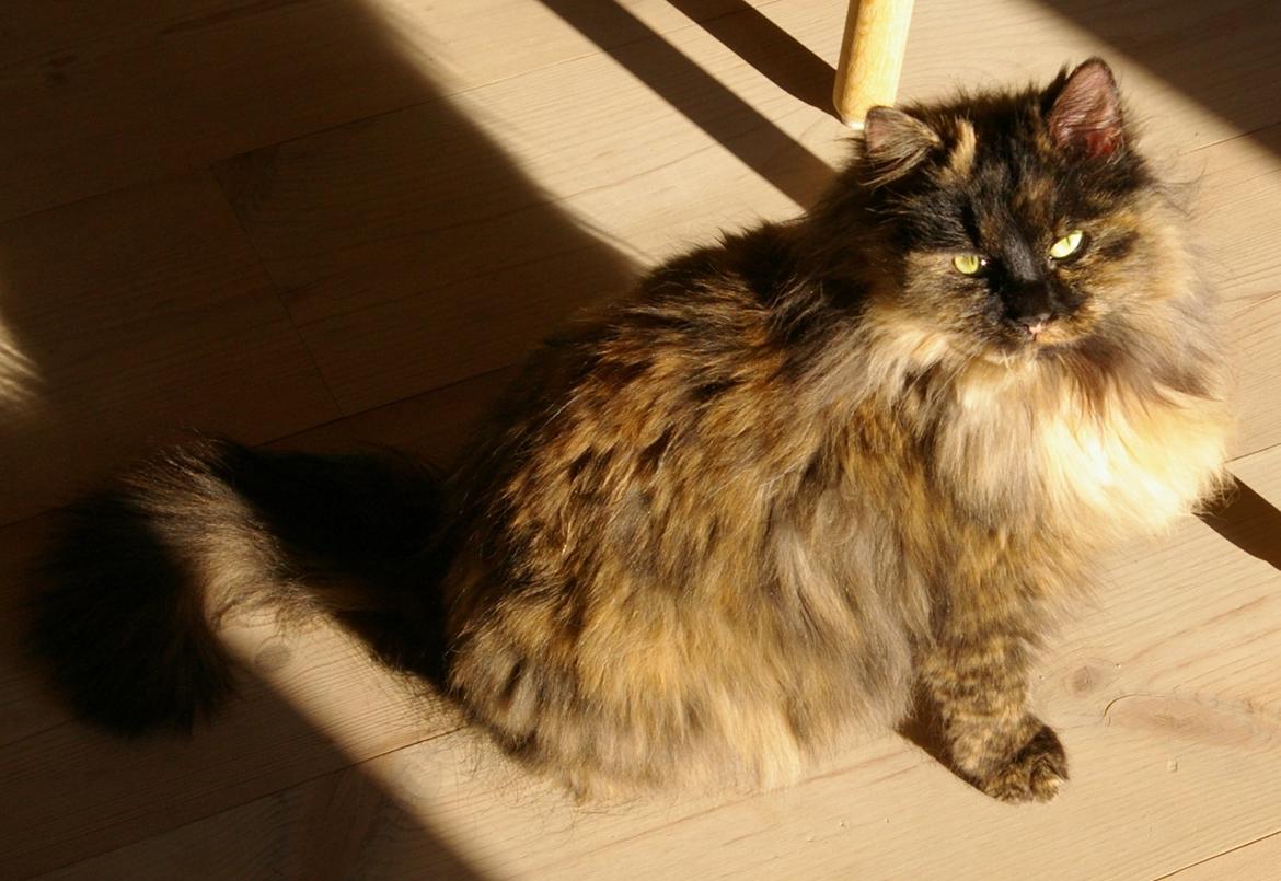 Blanding af racer Cleo billede 2