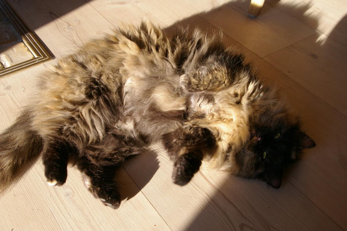 Blanding af racer Cleo billede 3