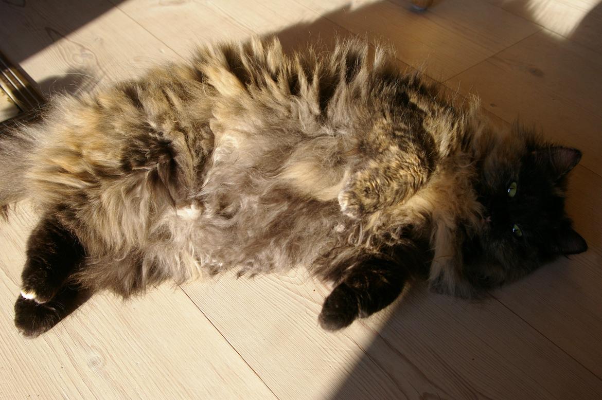 Blanding af racer Cleo billede 4