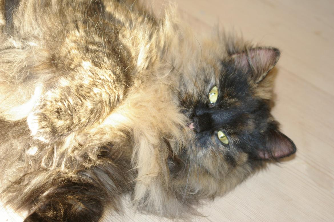 Blanding af racer Cleo billede 5