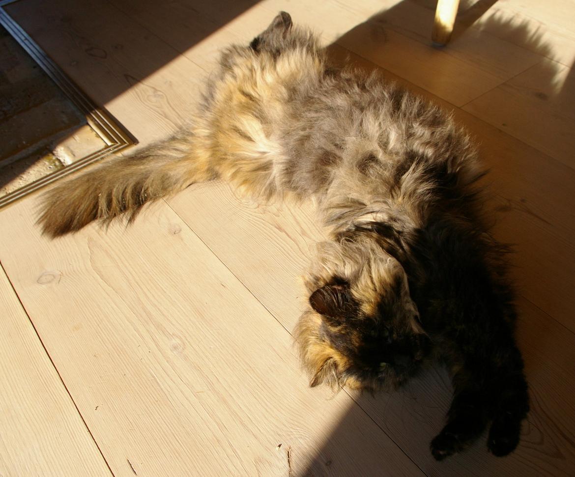 Blanding af racer Cleo billede 6