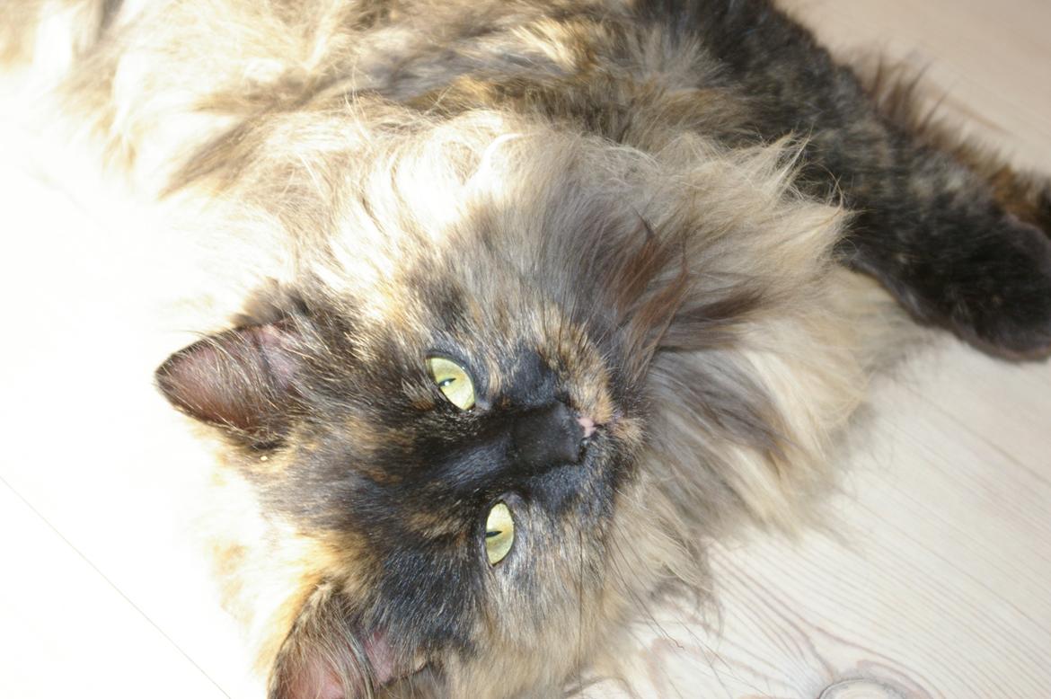 Blanding af racer Cleo billede 7