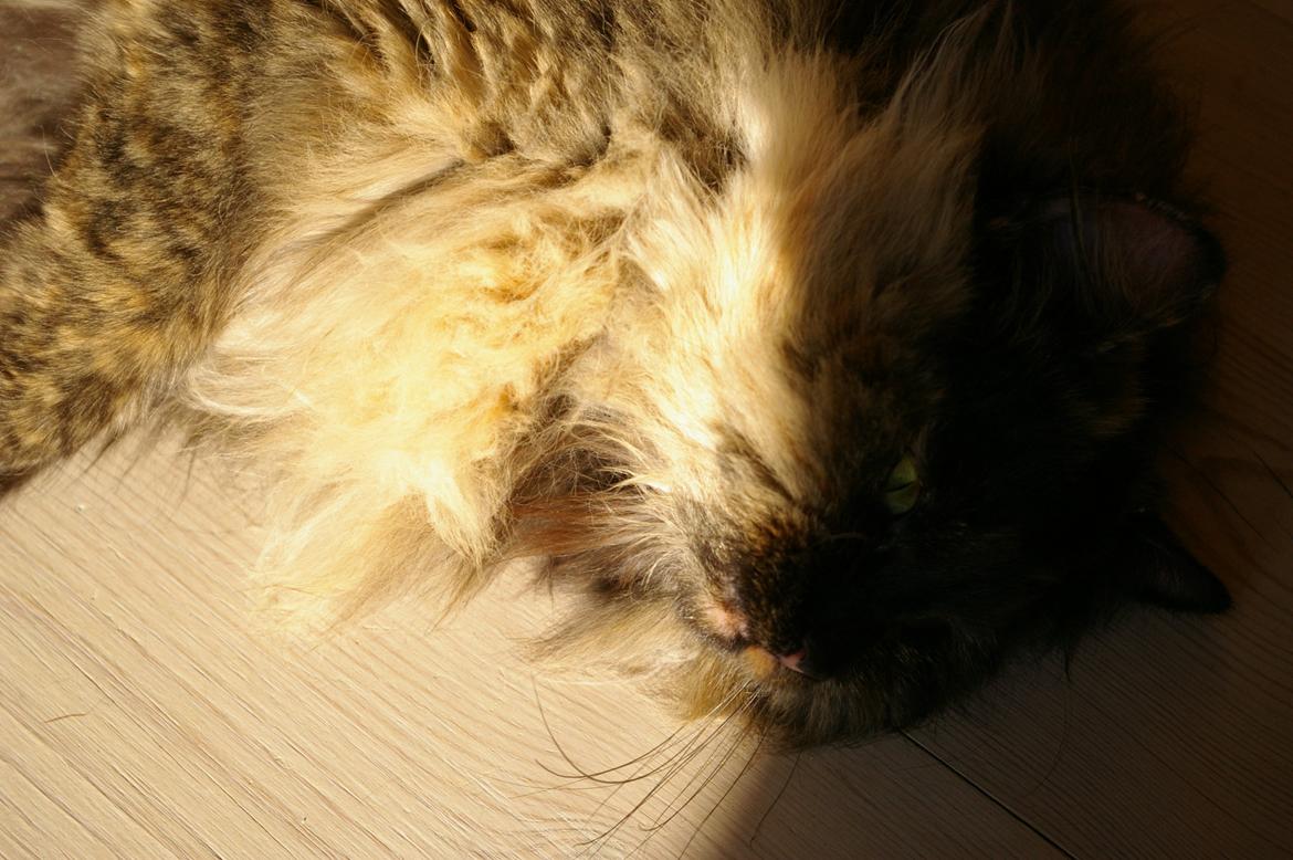 Blanding af racer Cleo billede 8