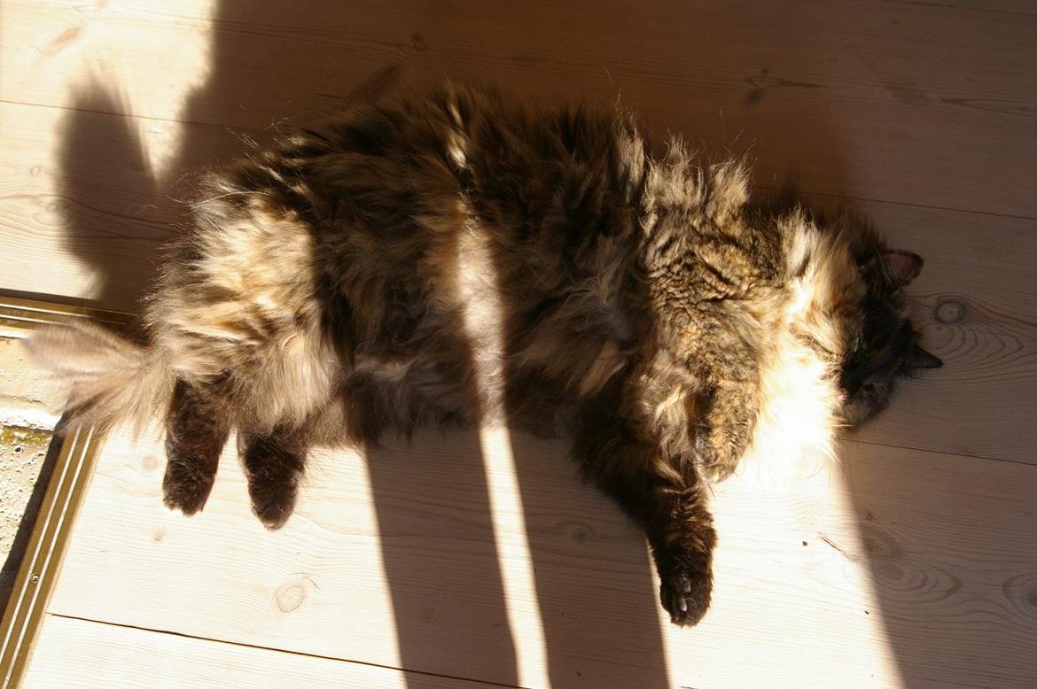 Blanding af racer Cleo billede 9