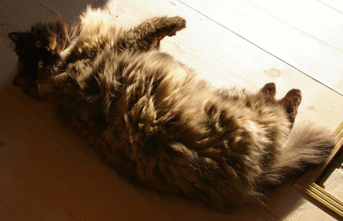 Blanding af racer Cleo billede 10